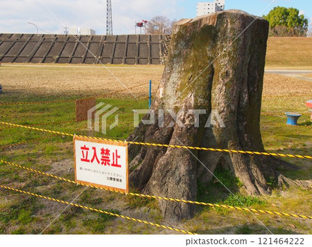Felled Zelkova stump Felled Zelkova stump 121464222