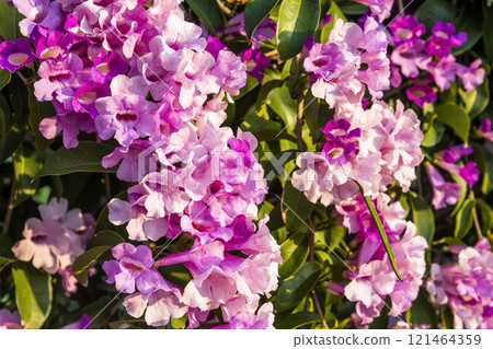Close-up of beautiful wild purple Garlic Vine growing on the roadside fence. 121464359