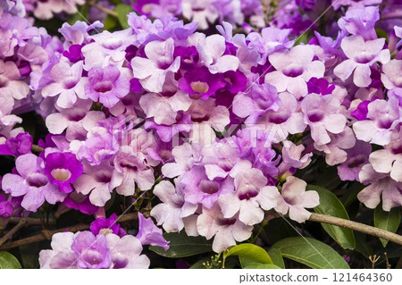Close-up of beautiful wild purple Garlic Vine growing on the roadside fence. 121464360
