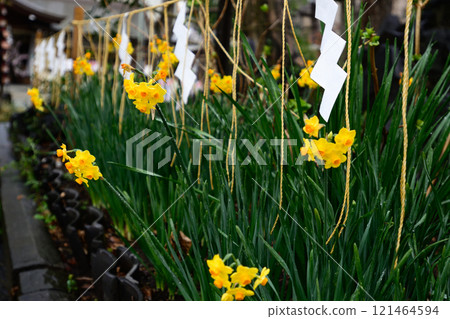 須佐野神社 (須佐野神社) 水仙 (黃色束水仙花) 121464594