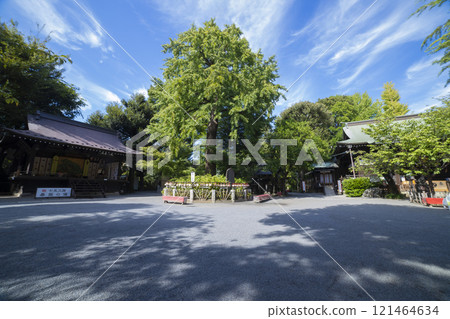 七社神社的主殿與神樹[傳統圖像] 121464634