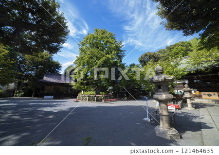The main hall and sacred tree of Shichisha Shrine [Traditional image] 121464635