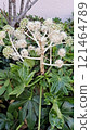 Paperplant flower 121464789
