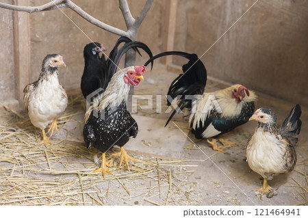 Image of raising chickens, bantams, and half chickens in a chicken coop Image of raising chickens, bantams, and half chickens in a chicken coop 121464941