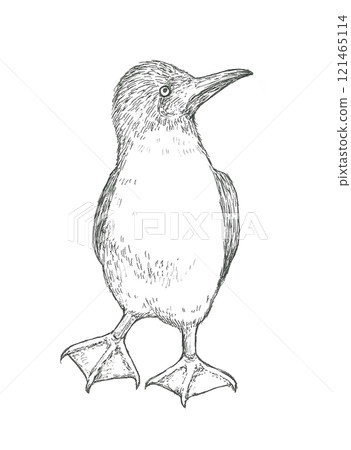 Hand drawn illustration of a gannet 121465114