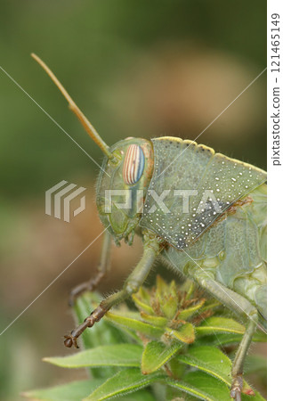 Vertical closeup on a nymph juvenile of the large Egyptian locust, Anacridium aegyptium in the Mediterranean Vertical closeup on a nymph juvenile of the large Egyptian locust, Anacridium aegyptium in the Mediterranean 121465149