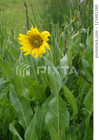 Closeup on the California compassplant wildflower, Wyethia angustifolia Closeup on the California compassplant wildflower, Wyethia angustifolia 121465160