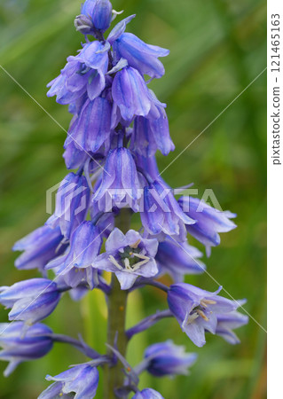 Closeup on a spanish bluebell flower, Hyacinthoides hispanica, growing in the wild in Northern Oregon Closeup on a spanish bluebell flower, Hyacinthoides hispanica, growing in the wild in Northern Oregon 121465163