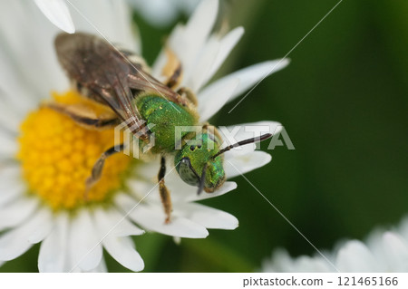 Closeup on a female colorful metallic green bicolored striped sweat furrow bee, Agapostemon virescens in Oregon Closeup on a female colorful metallic green bicolored striped sweat furrow bee, Agapostemon virescens in Oregon 121465166