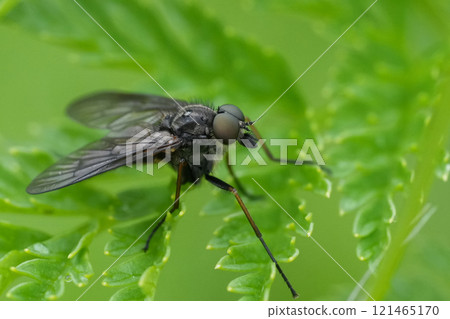 Detailed closeup on a Snipe fly, Rhangionidae in Northern Oregon marshy area 121465170