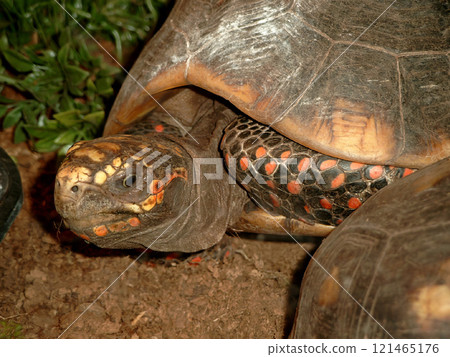 Closeup on a captive Red-footed tortoise , Geochelone carbonaria 121465176