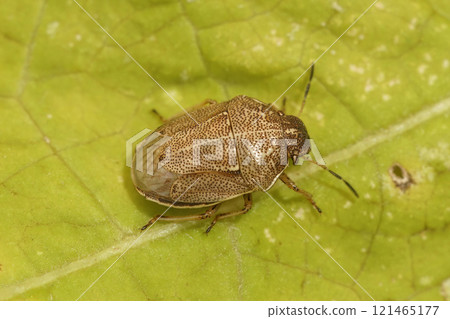 Closeup on a rare Small Grass Shieldbug, Neottiglossa pusilla 121465177