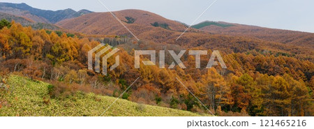 信州秋季菅平全山落葉松黃葉全景 121465216