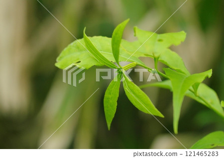 Female flower of Tsukubane 121465283