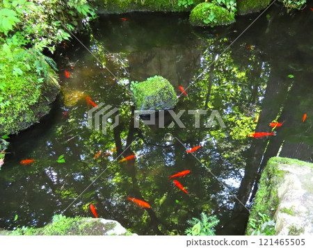Goldfish in the pond 121465505