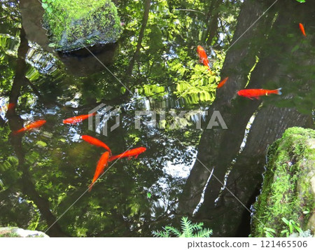 Goldfish in the pond 121465506