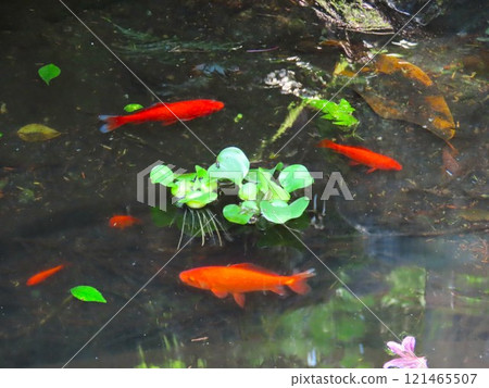 Goldfish   121465507