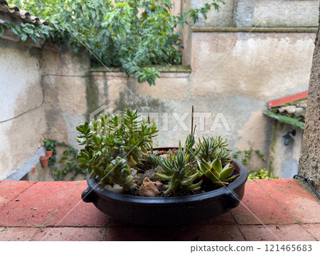 Rustic garden with succulent plants in clay pot on brick wall 121465683