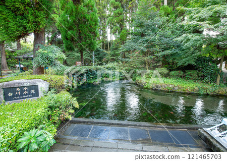 Aso City, Kumamoto Prefecture: The famous Shirakawa spring, filled with pure water 121465703