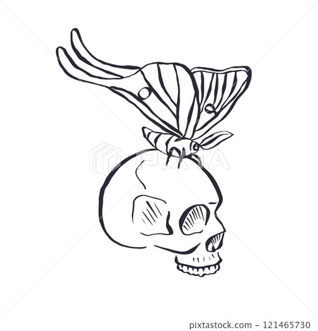 Hand drawn black line art sketch of human skull with luna moth sitting on top Hand drawn black line art sketch of human skull with luna moth sitting on top 121465730