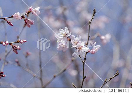 Cherry Blossoms   121466324