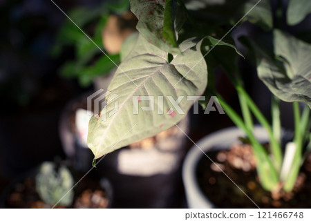Syngonium Milk Confetti 121466748