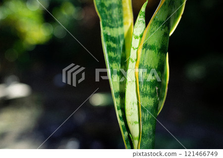 虎尾蘭（虎尾蘭） 121466749