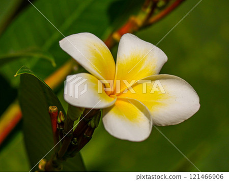 Plumeria flower Plumeria flower 121466906