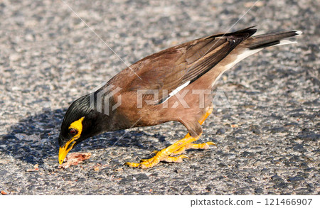 Common myna Common myna 121466907