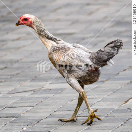 Chicken on a brick sidewalk 121466910