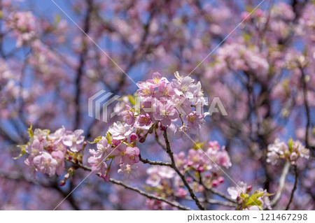 河津櫻花 121467298