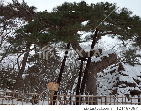 雪鶴鬆景觀_弘前城 雪鶴鬆景觀_弘前城 121467367