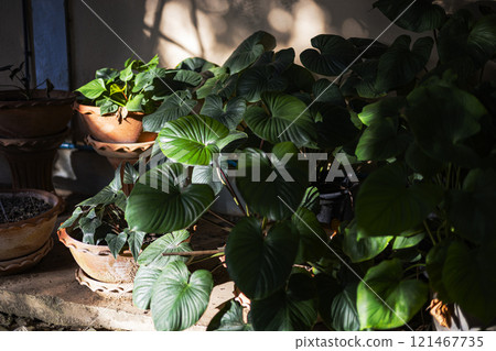 The lush greenery in a sunny and cozy garden setting. Perennials grow in pots in the garden. 121467735