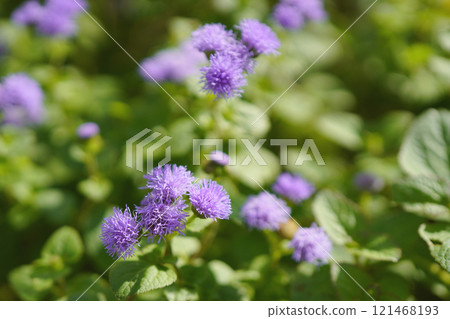 Flowers of the naturalized plant, Ageratum umbellata...3 Flowers of the naturalized plant, Ageratum umbellata...3 121468193