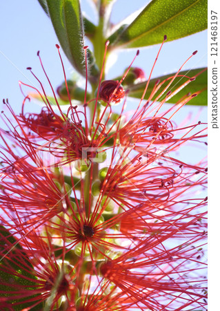 The stamens of the bottlebrush tree open one after another...1 121468197