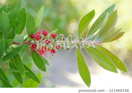 The stamens of the bottlebrush tree open one after another...2 121468198