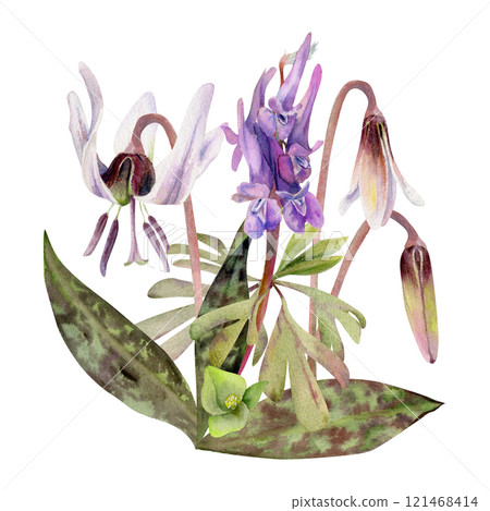 Spring forest flowers, white erythronium trout lily buds, spotted leaves, purple corydalis vetch orchid hand drawn in watercolor. Botanical isolated illustration for wedding, florist shop, stationery Spring forest flowers, white erythronium trout lily buds, spotted leaves, purple corydalis vetch orchid hand drawn in watercolor. Botanical isolated illustration for wedding, florist shop, stationery 121468414