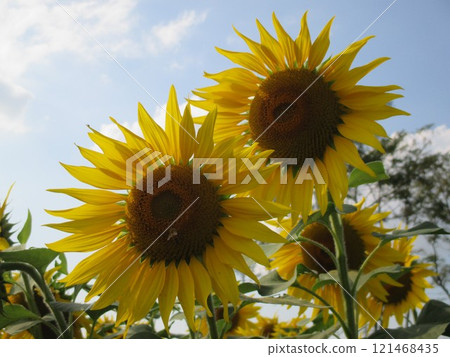 A bright yellow sunflower flower that blooms in large flowers in autumn. 121468435