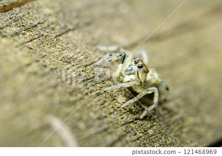 Spectacled Asahi Jumping Spider Spectacled Asahi Jumping Spider 121468969