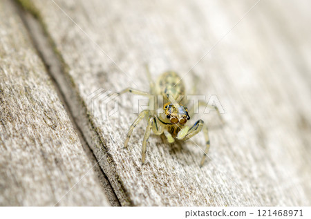 眼鏡朝日飛鳥 121468971