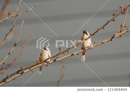Synchronized head tilt of sparrows Synchronized head tilt of sparrows 121469404