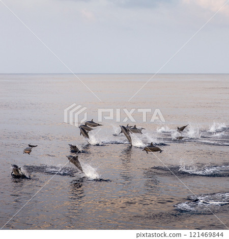 A pod of dolphins leaps joyfully in the serene ocean, creating splashes against the backdrop of a calm horizon. A pod of dolphins leaps joyfully in the serene ocean, creating splashes against the backdrop of a calm horizon. 121469844