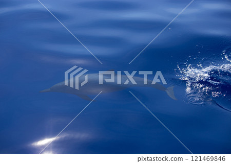 A sleek dolphin glides just beneath the ocean's calm, blue surface, creating gentle ripples and a splash. Sunlight reflects softly on the water, 121469846