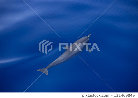 A sleek dolphin glides just beneath the ocean's calm, blue surface, creating gentle ripples and a splash. 121469849