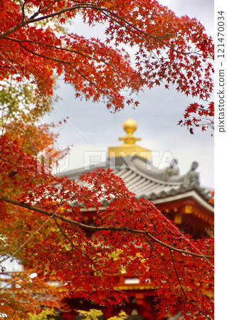 楓樹與寺廟(京都府宇治市) 楓樹與寺廟(京都府宇治市) 121470034