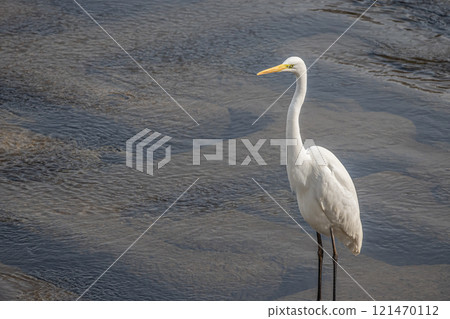 Great Egret of the Kamo River, Kyoto City 121470112