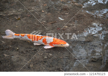 Nishikigoi 121470123