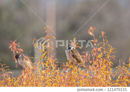 Sparrow 121470131