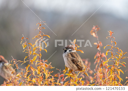 Sparrow 121470133