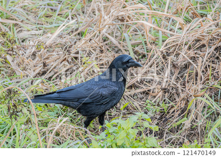 烏鴉（腐肉烏鴉） 121470149